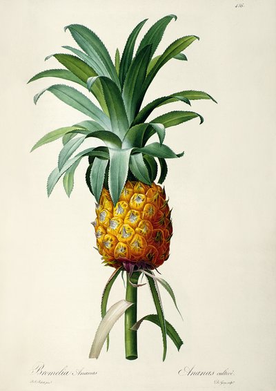 Bromelia abacaxi, de &39;Les Bromeliacees&39; de Pierre Joseph Redouté